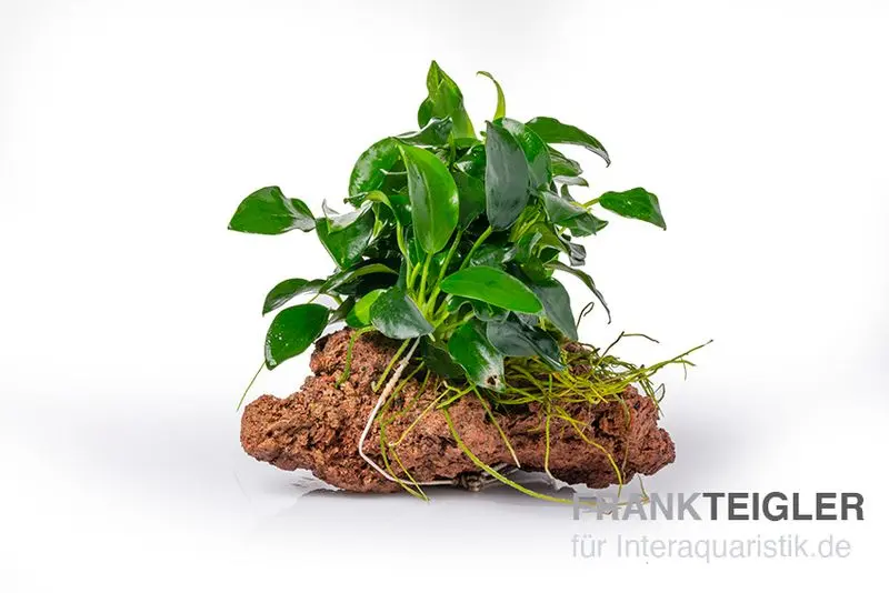 Plus petite anubias naine, Anubias nana « Bonsai » sur pierre, env. 9x7x7 cm