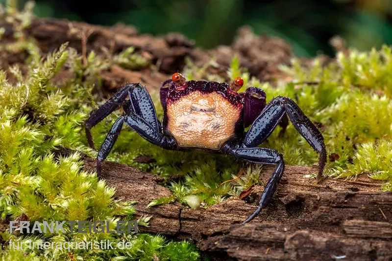 Crabe vampire violet, Geosesarma dennerle « Vampir Orange Eye »