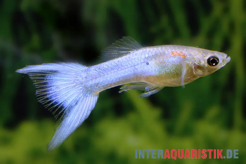 Guppy Japan Blue, Poecilia reticulata, par couple