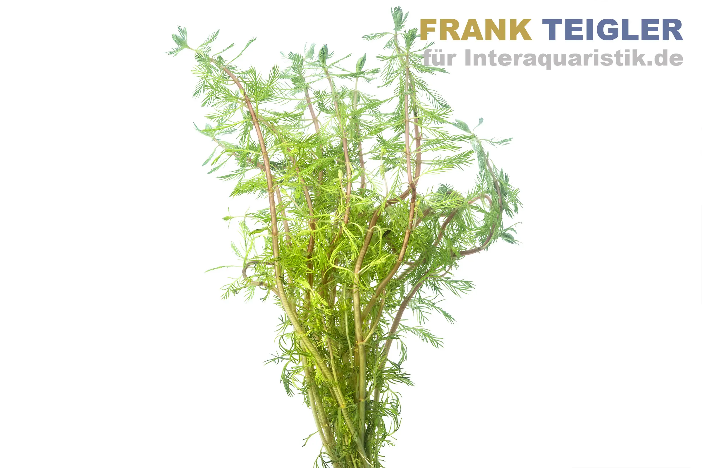 Myriophyllum rubricaule, plante aquatique en botte