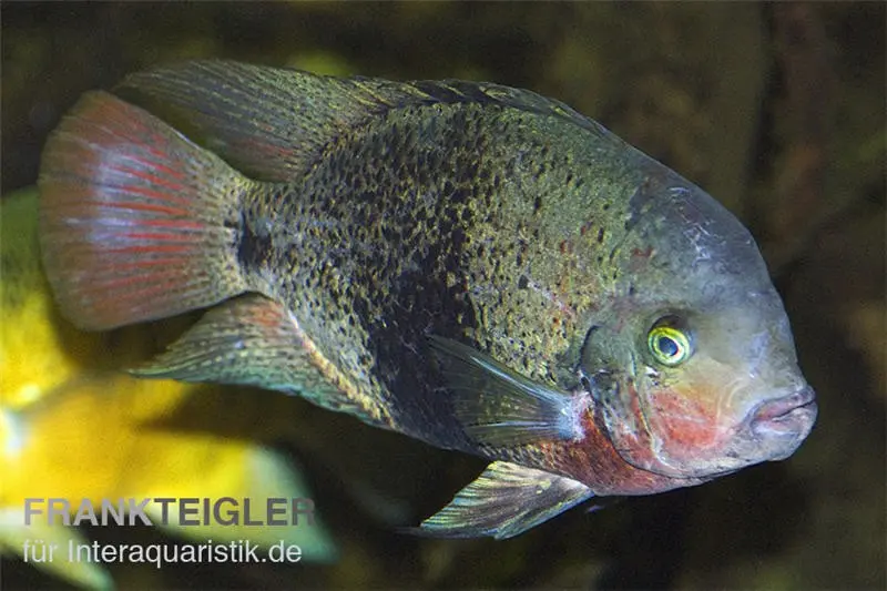 Cichlidé à ceinture noire, Vieja maculicauda