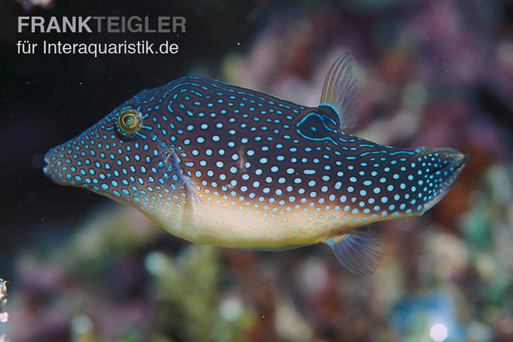 Perlen-Spitzkopfkugelfisch, Canthigaster margaritata
