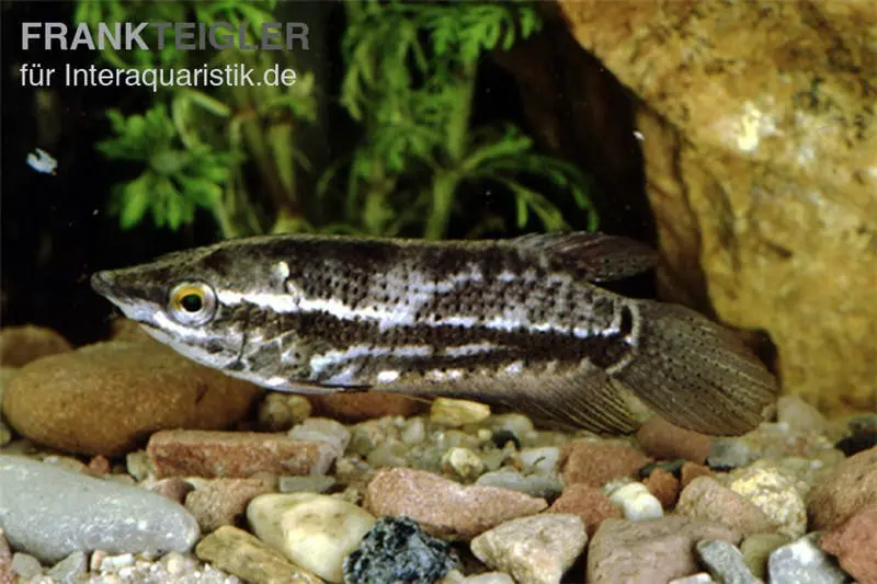 Gourami à tête pointue, gourami indien, Ctenops nobilis (rareté)