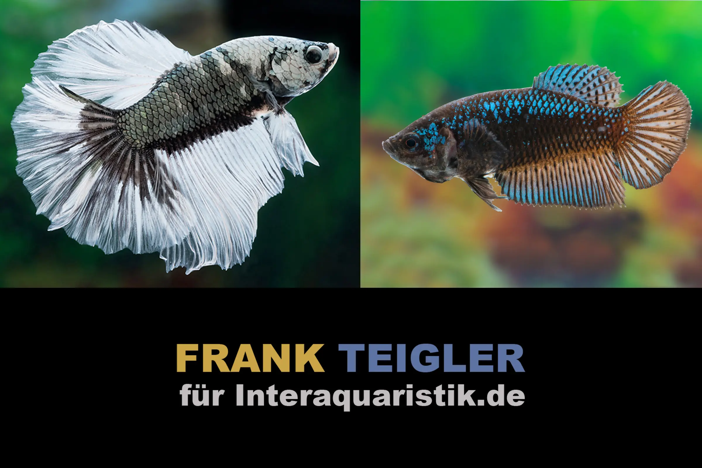 Couple : Combattant Halfmoon Copper Black, Betta splendens