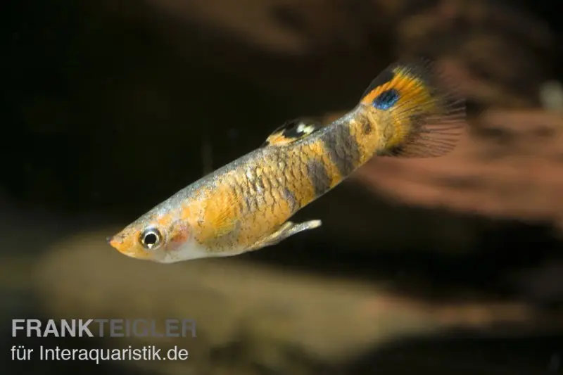 Killi à œil de paon, Micropoecilia picta