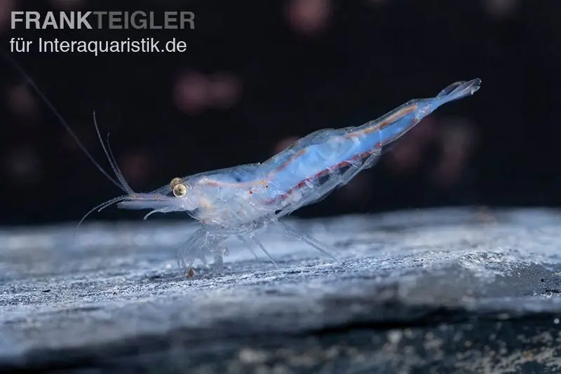 Crevette Short Nose, Caridina sp.