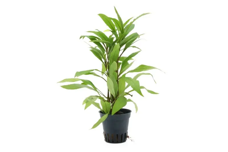 Grand hygrophile, Hygrophila angustifolia, en pot