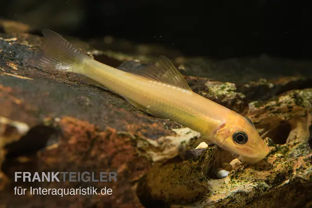 Loche suceuse dorée, Gyrinocheilus aymonieri