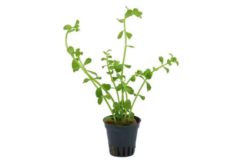 Petit bacopa, Bacopa monnieri, en pot