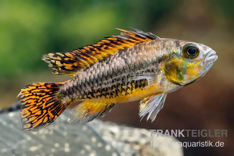 Cichlidé cacatoès rouge, Apistogramma cacatuoides red