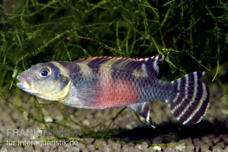 Cichlidé nain transvestite, Nanochromis transvestitus, issu d’élevage