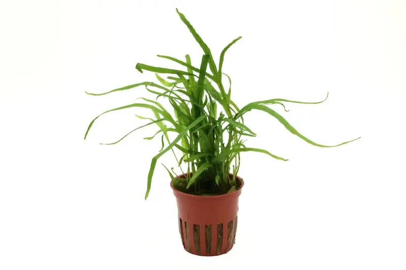 Fougère Trident, Microsorum pteropus « Trident », en pot