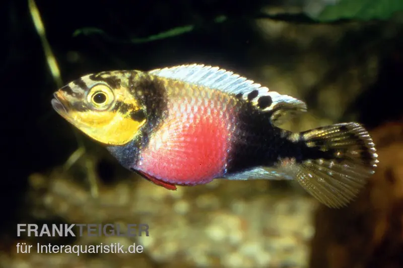 Cichlidé joyau à tache oculaire, Pelvicachromis subocellatus
