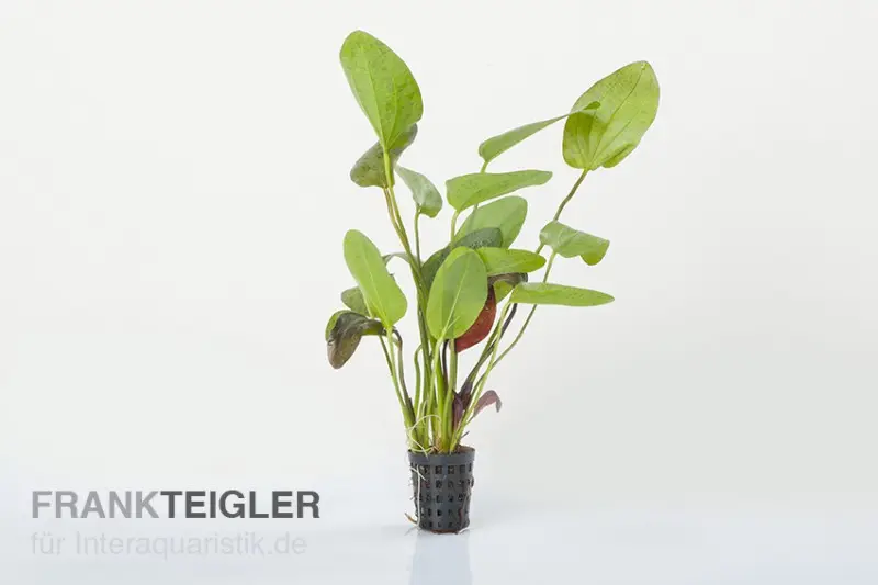 Plante-épée Ozelot, Echinodorus sp. Ozelot, en pot