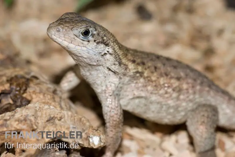 Iguane à queue enroulée, Leiocephalus carinatus