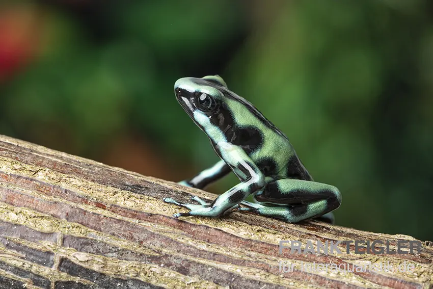 Dendrobate doré, Dendrobates auratus « Cahuita »