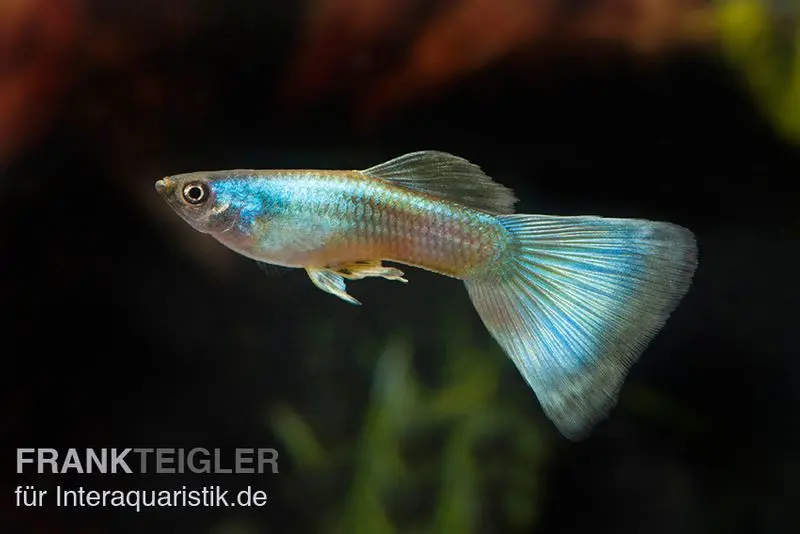 Guppy Moscou vert, Poecilia reticulata, par couple