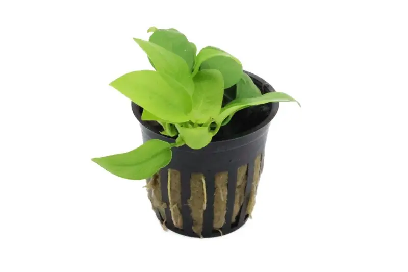 Anubias naine dorée, Anubias nana « Gold », en pot