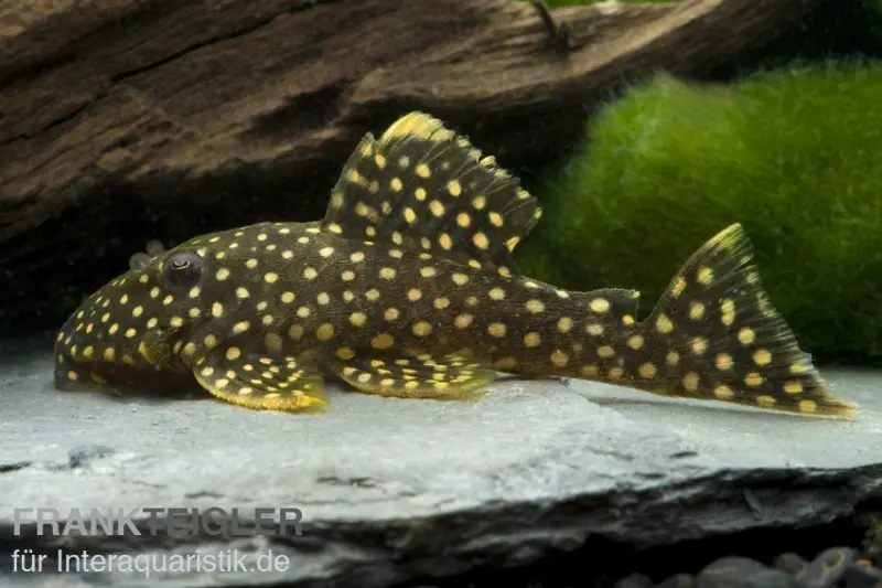 Plec majestueux à liseré orange, Baryancistrus xanthellus L18, 4-8 cm