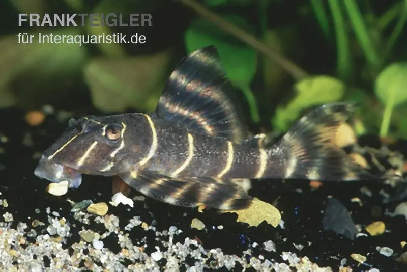 Clown Pleco, L104, Panaqolus maccus (petit poisson-chat cuirassé nain à bandes ornementales)