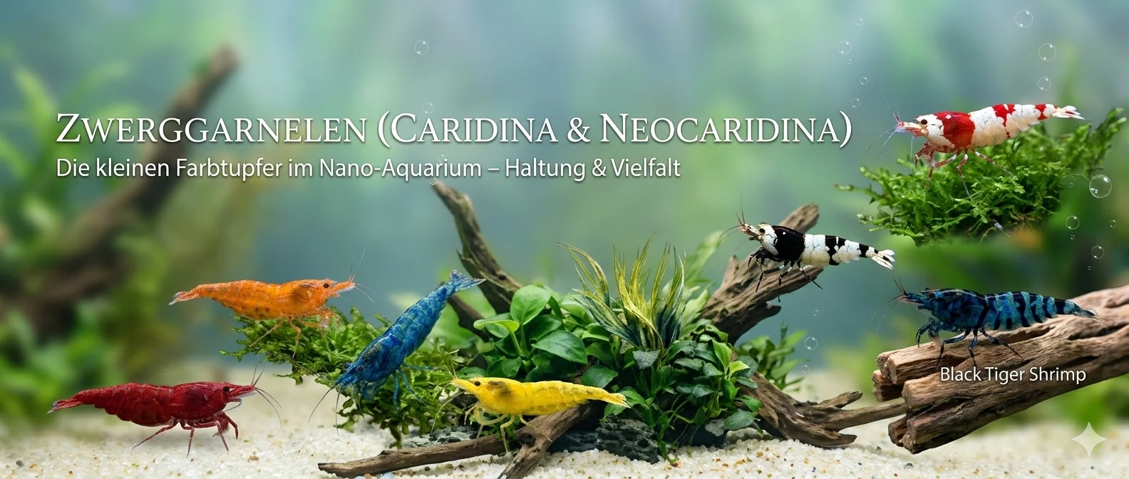Nahaufnahme mehrerer bunter Zwerggarnelen (rot, orange, blau, gelb, schwarz-weiß) auf Moos, Holz und Sand im bepflanzten Nano-Aquarium