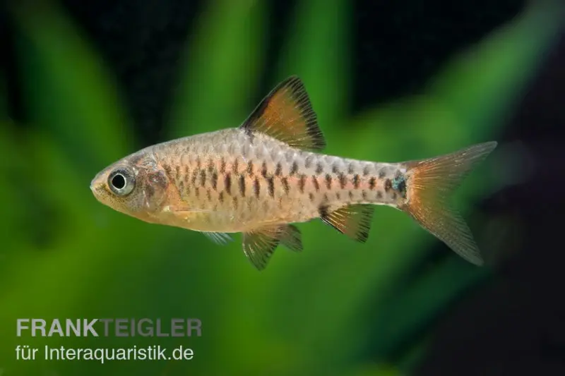 Barbus insulaire, Puntius oligolepis DNZ (élevage allemand)