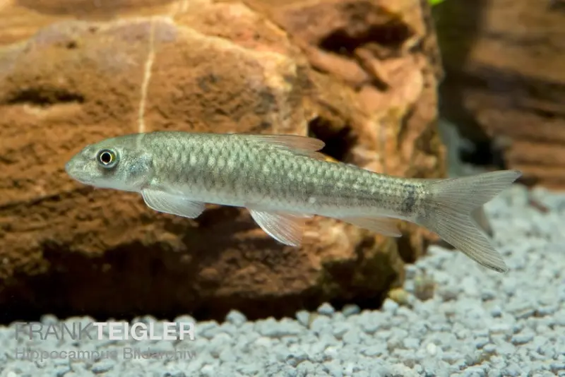 Labéo scintillant, Crossocheilus latius