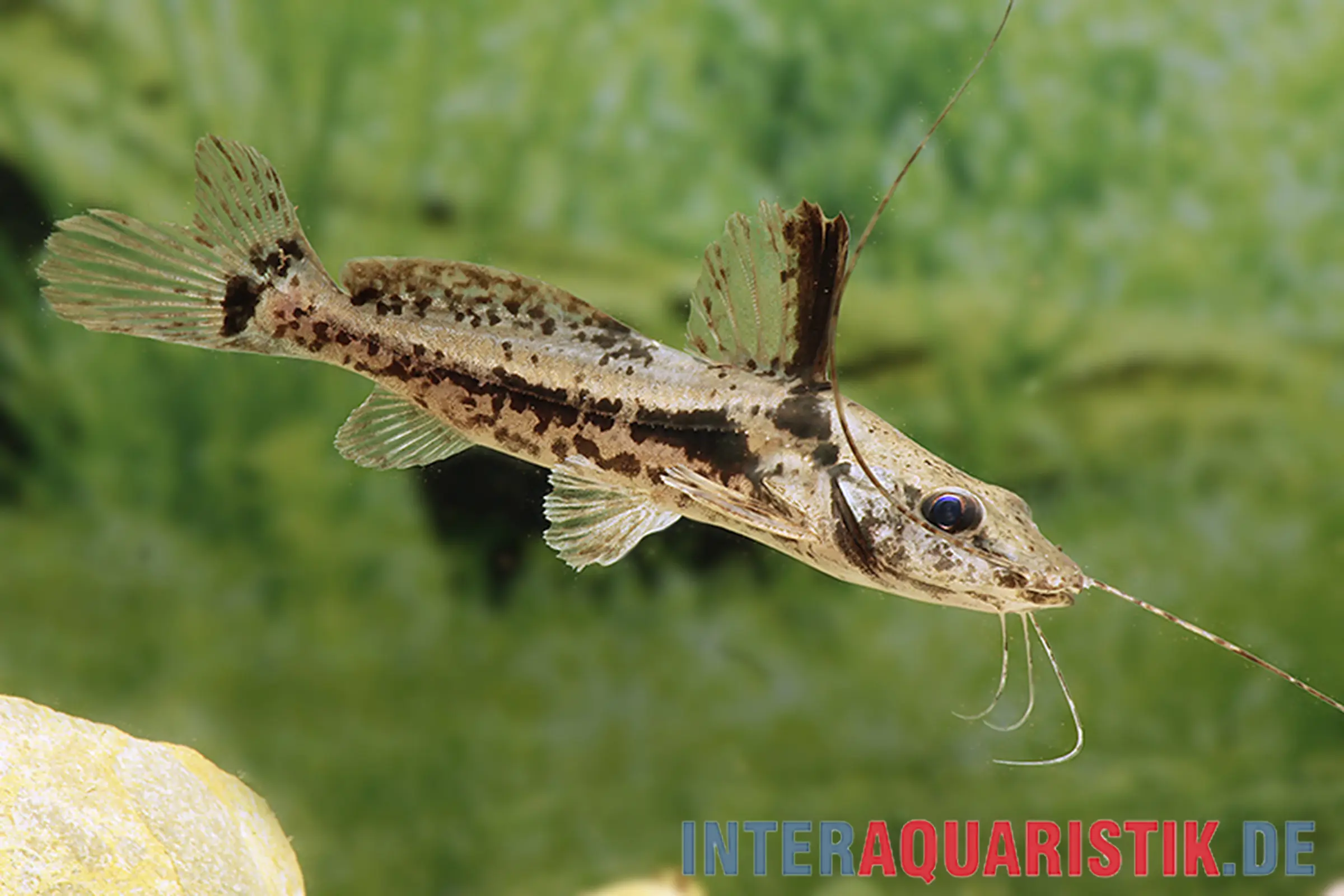 Ancistrus à tête de cheval, Goeldiella eques, 6-9 cm
