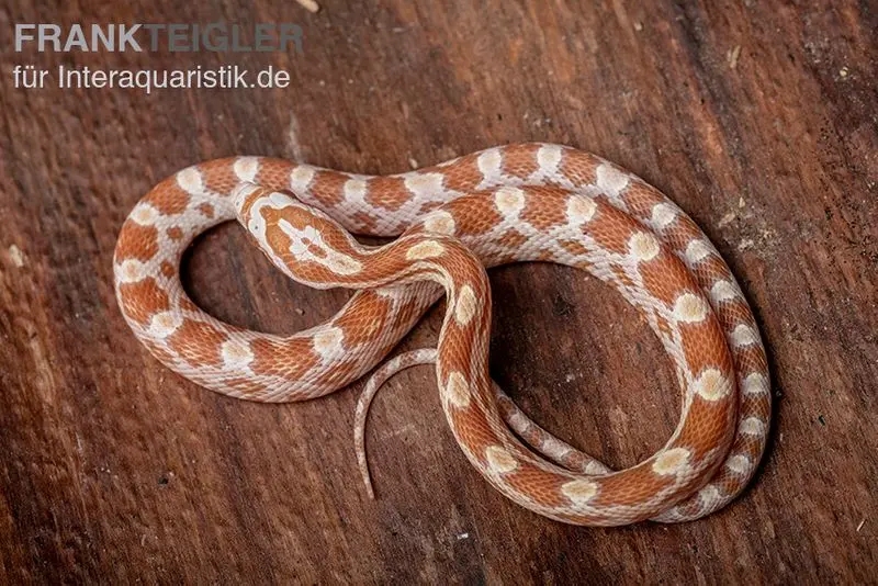 Serpent des blés, Pantherophis guttatus BUTTER
