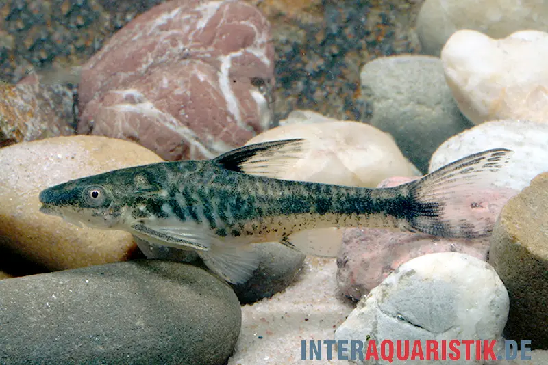 Otocinclus à oreilles grillagées d’Arnold, Otocinclus arnoldi