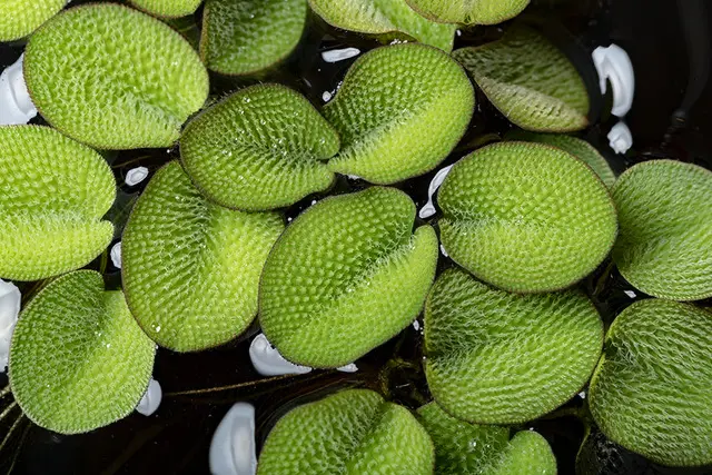 Salvinie à petites oreilles, Salvinia auriculata, In Vitro
