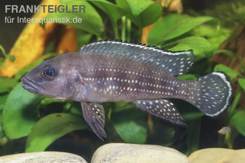 Cichlidé du Tanganyika à lignes perlées, Neolamprologus tetracanthus
