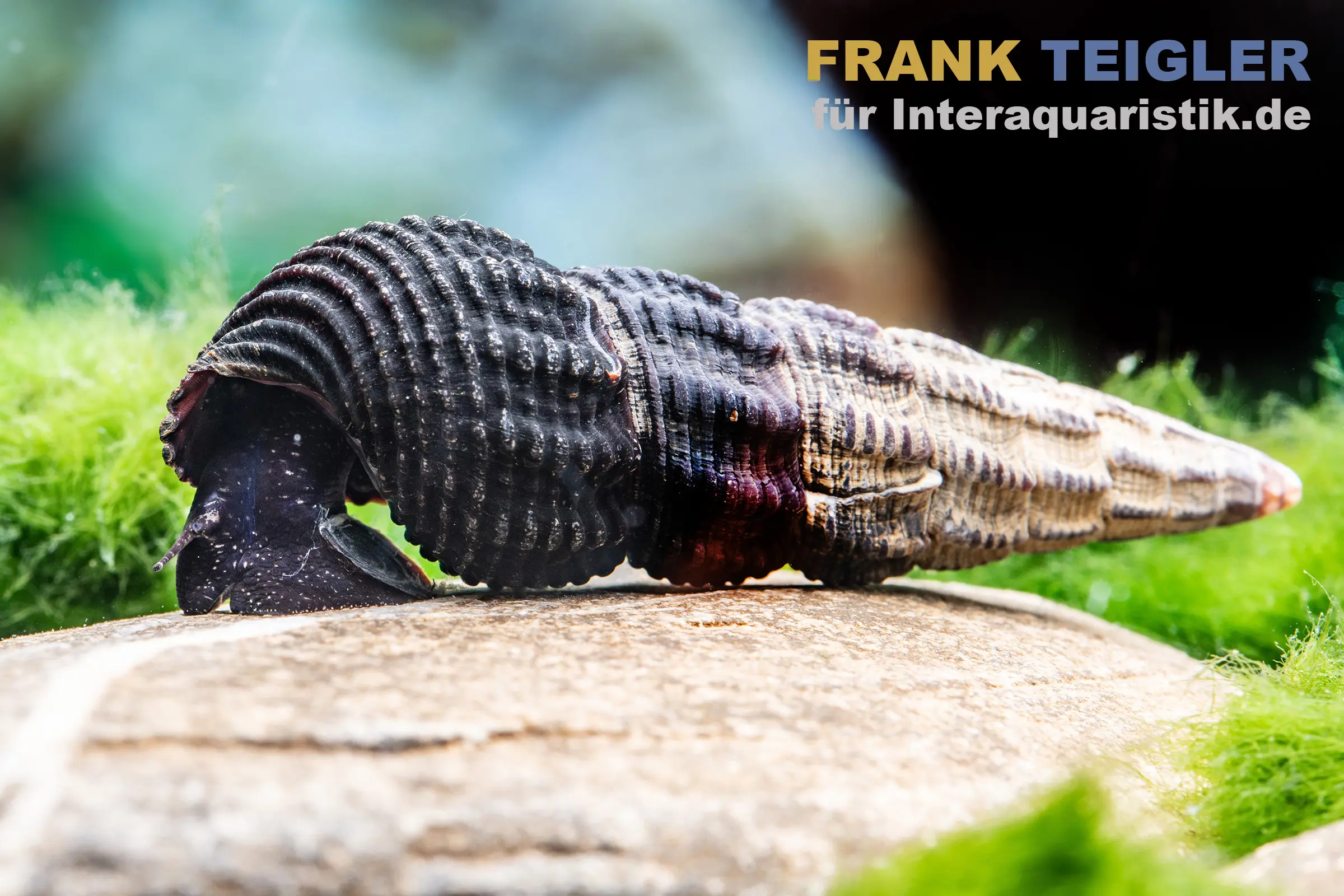 Escargot perlé noir, Tylomelania patriarchalis