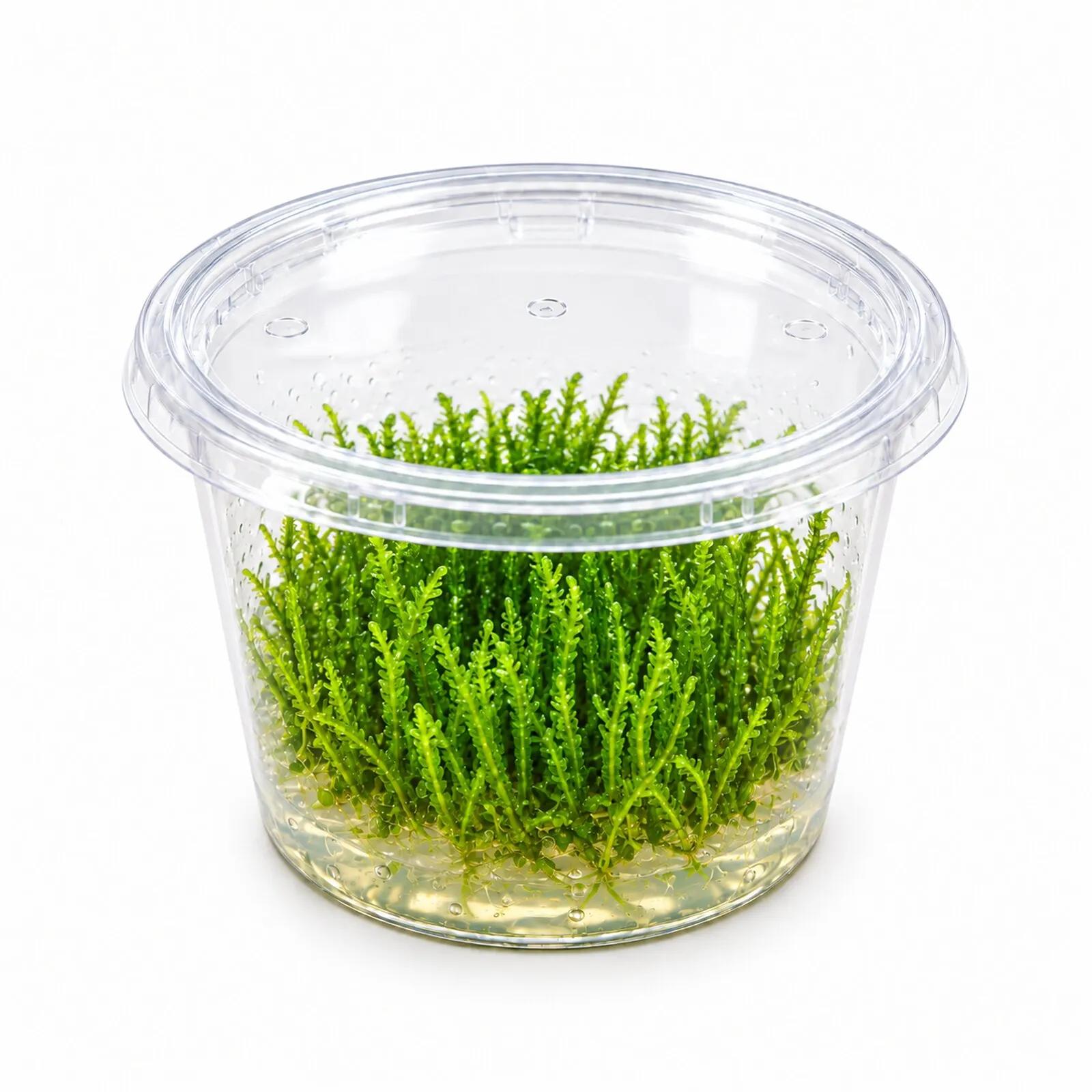 Mousse de Taïwan, Taxiphyllum alternans « Taiwan », In Vitro