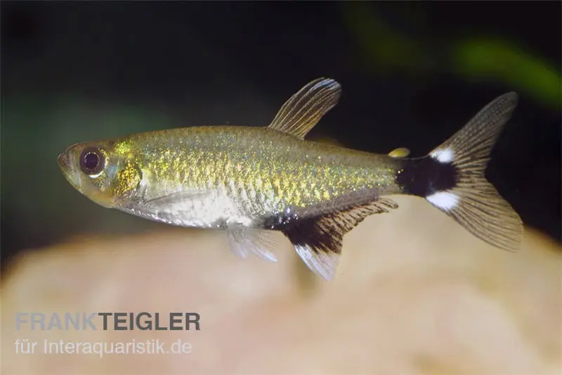 Tétra à tache oculaire, Aphyocharax paraguayensis (mini-poisson)