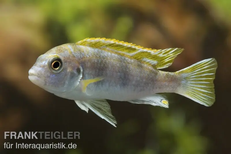 Labidochromis perlé, Labidochromis spec. Perlmutt, élevage allemand