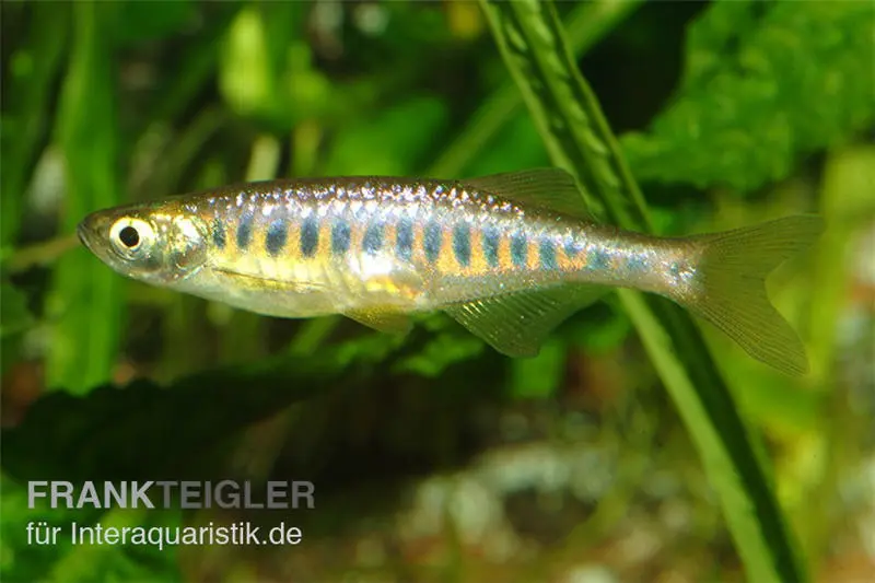 Danio pourpre, Devario auropurpureus