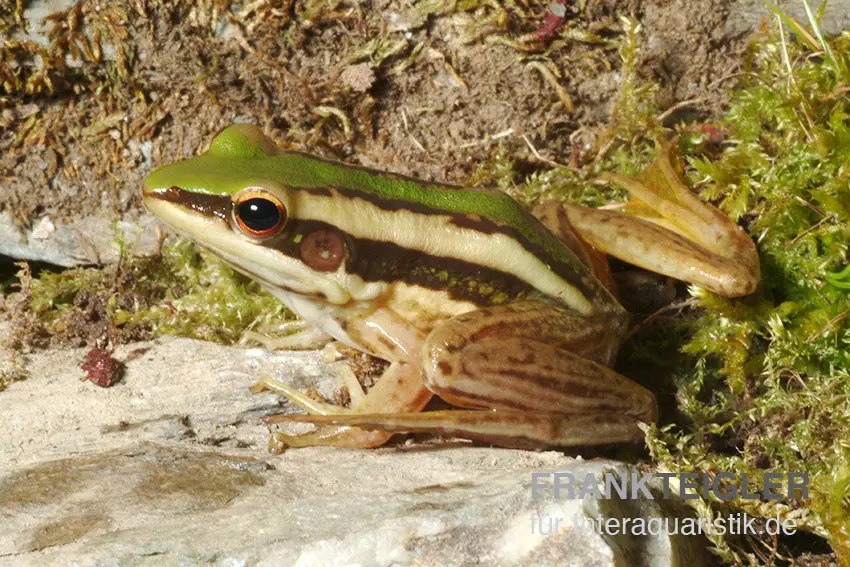 Grenouille aux oreilles rouges, Hylarana erythraea