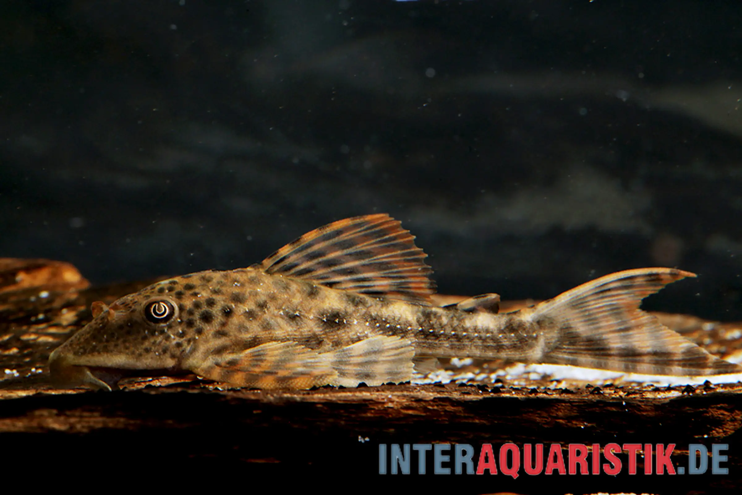 Silure cuirassé de Boulenger, Hypostomus boulengeri, 8-16 cm