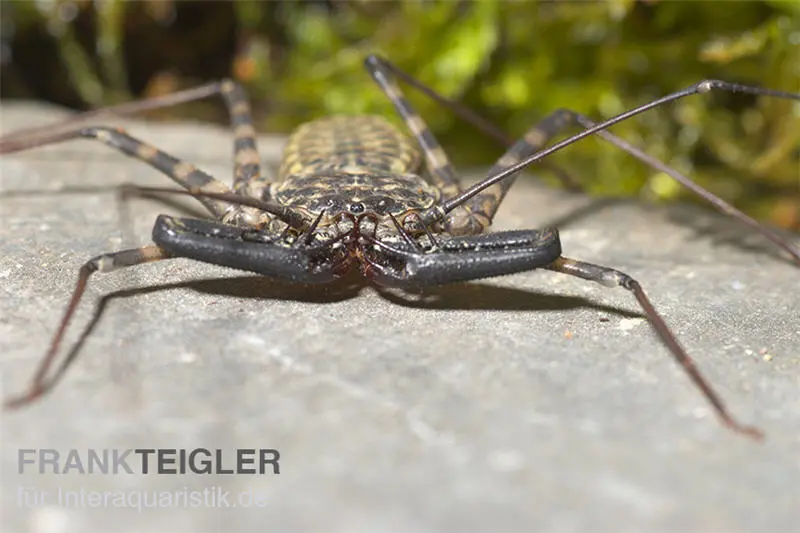 Araignée fouet, Damon diadema