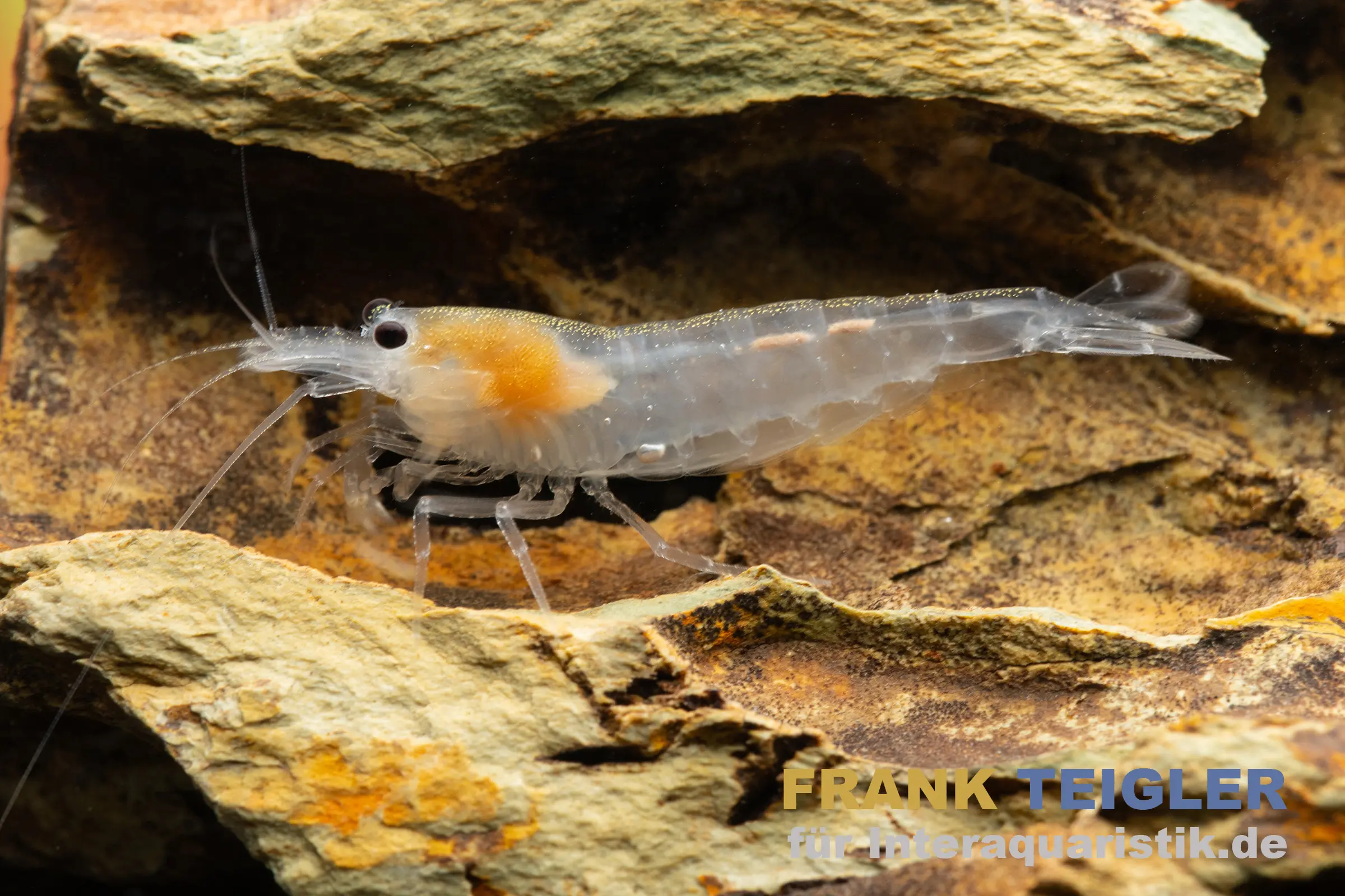 Crevette Amano Snow, Caridina multidentata « Snow »