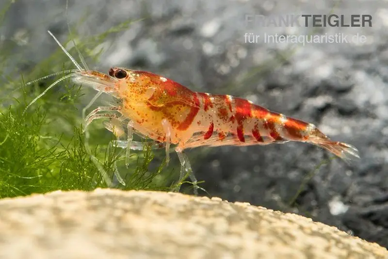 Crevette TiBee rouge, abeille tigre, Caridina spec.