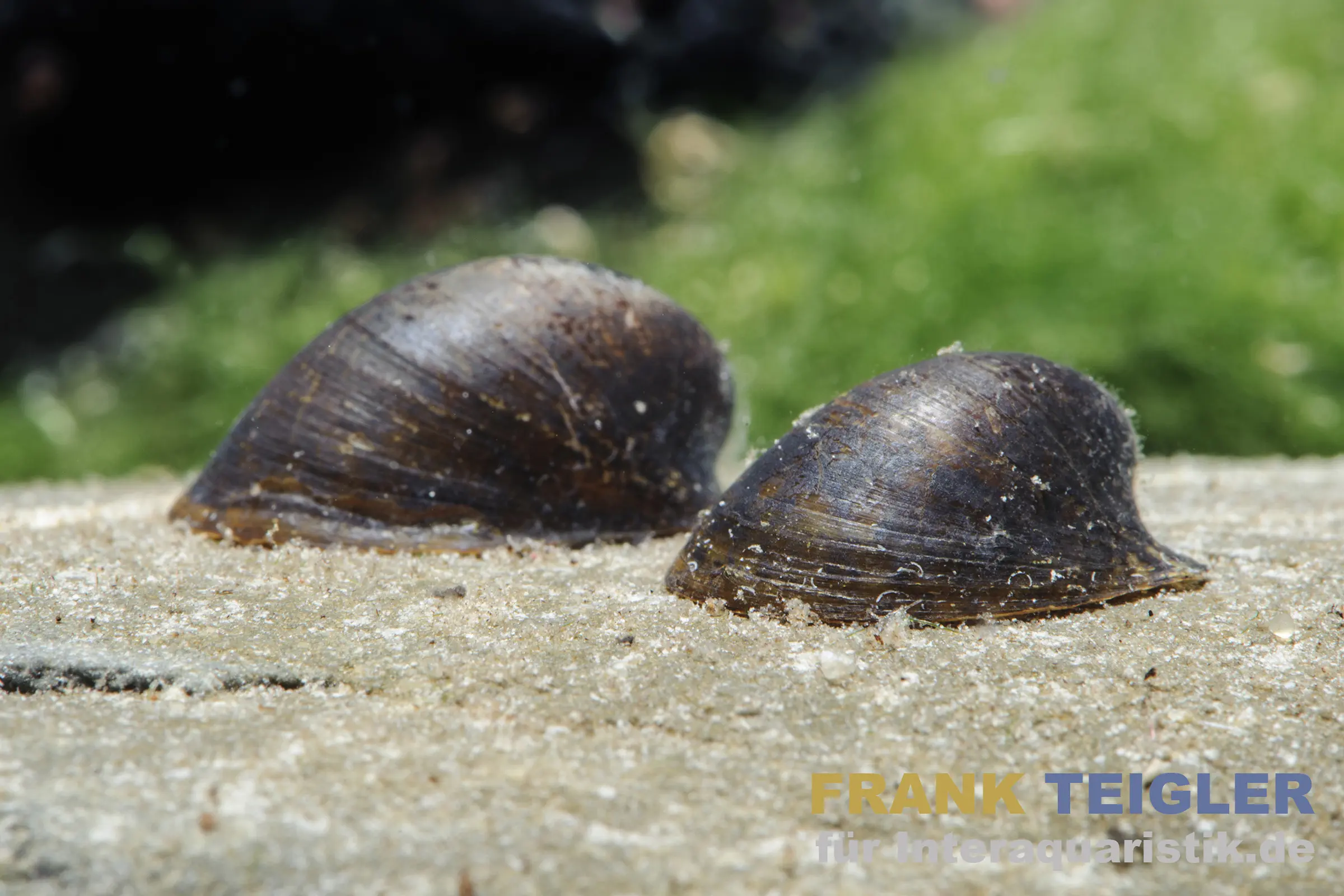 Escargot chauve-souris, Neripteron auriculata (escargot Batman)