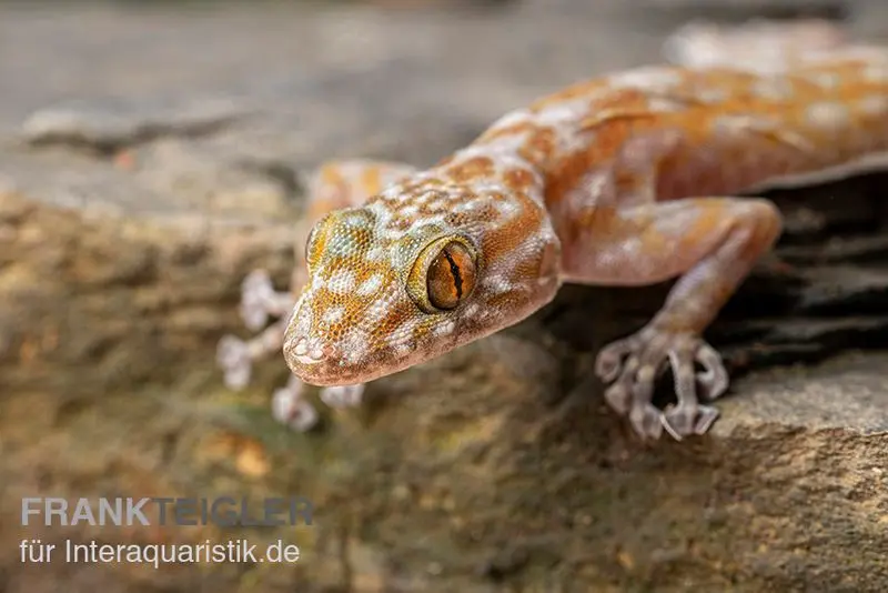Gecko à doigts en éventail, Ptyodactylus ragazzi