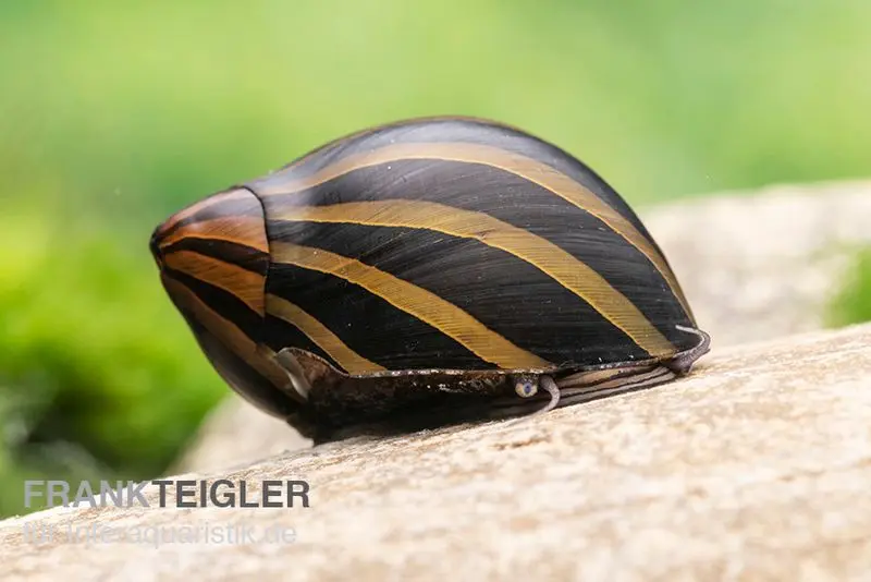 Escargot coureur zébré « Big Line », Neritina turrita