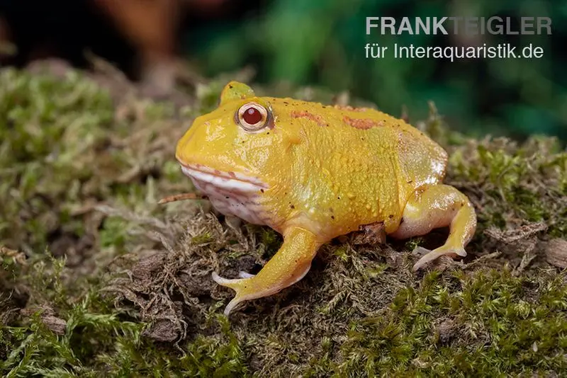 Grenouille Pacman Pikachu, Ceratophrys cranwelli Pikachu
