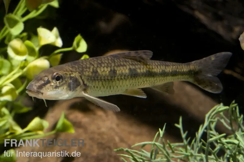 Goujon, Gobio gobio (eau froide), élevage allemand, 7-10 cm