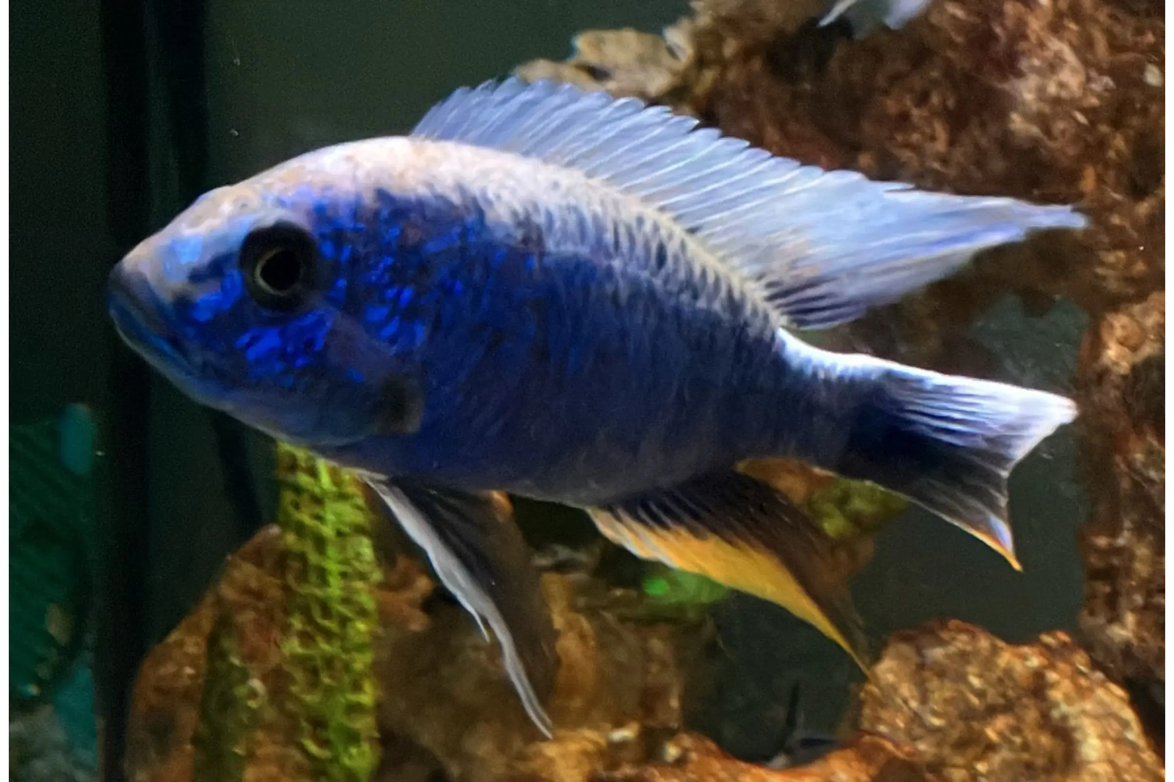 Cichlidé azur, Sciaenochromis fryeri « Eisberg », 4-6 cm élevage allemand