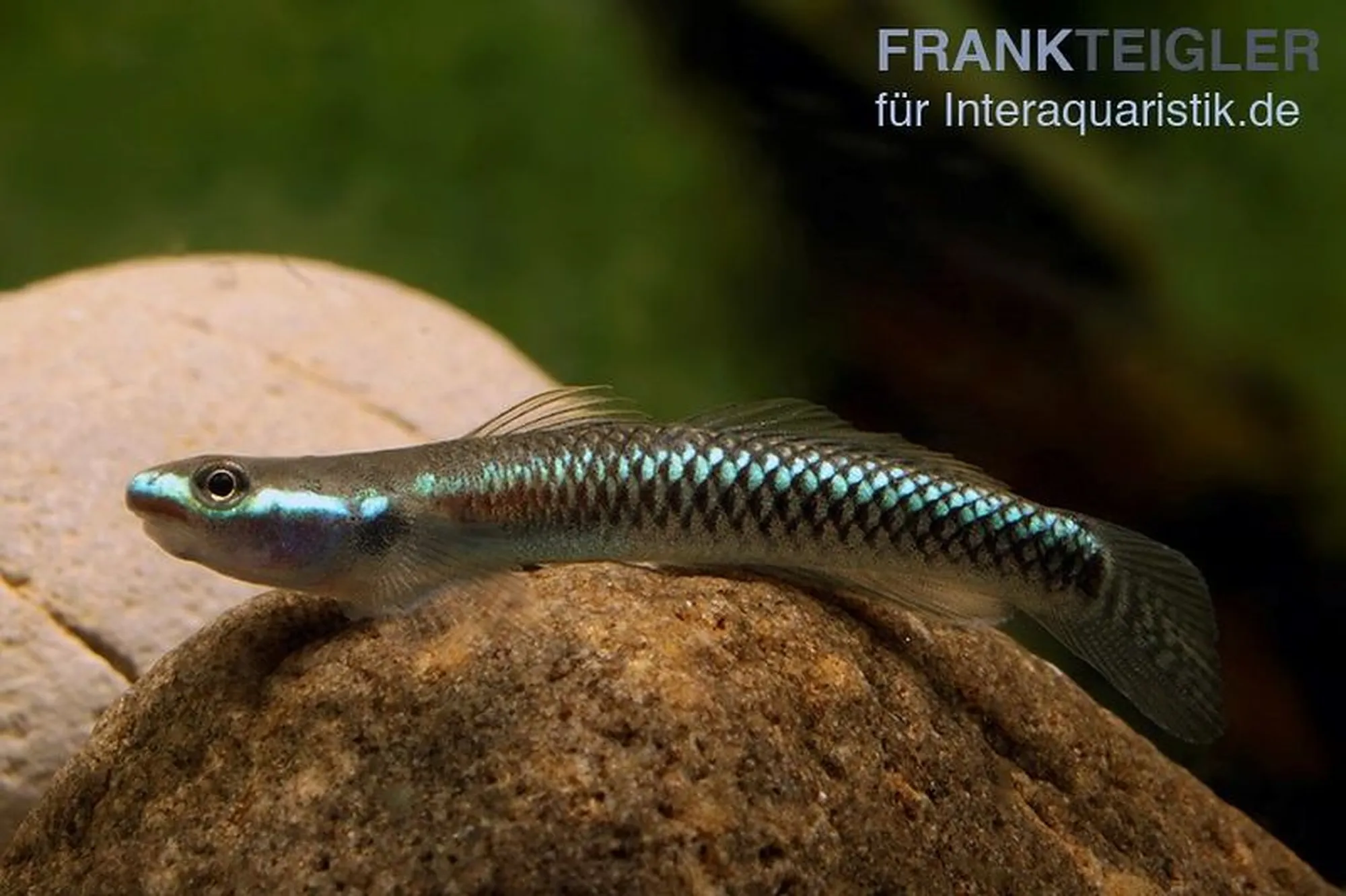 Gobie néon, Stiphodon semoni, 1 couple, 5-6 cm