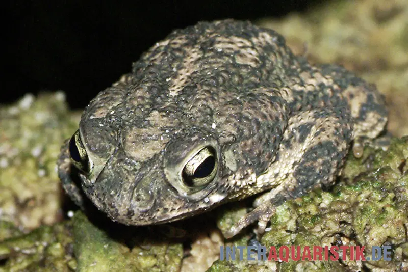 Crapaud des chênes, Bufo quercicus